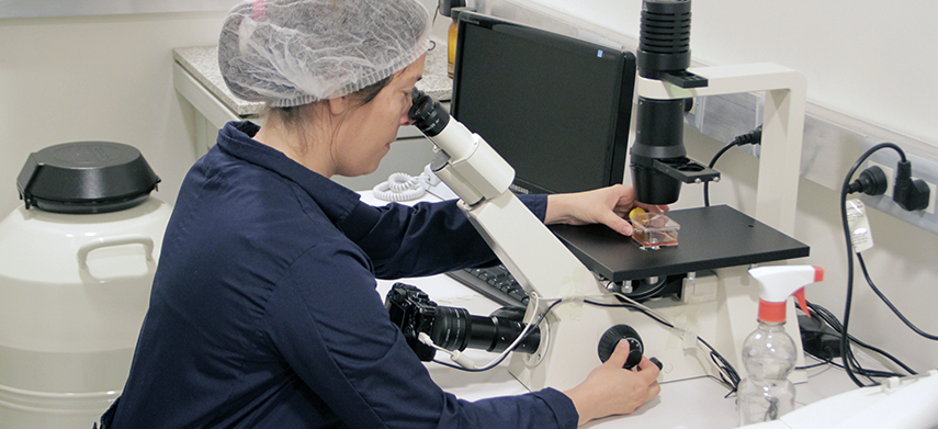 Argentina: CNEA desarrolla un biomaterial irradiado para regenerar huesos