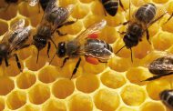 Técnicas nucleares para garantizar la calidad de la miel y productos apícolas