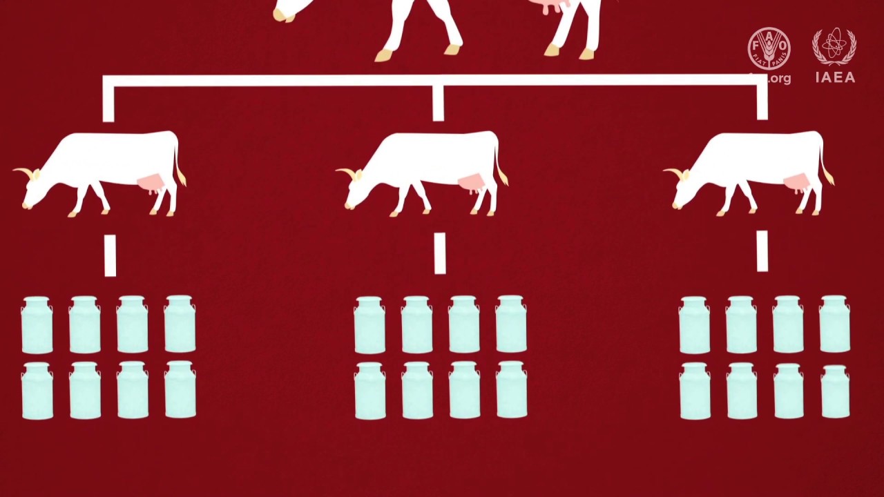 Ciencias nucleares para mejorar la cría de animales