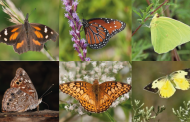 México: estudio sobre seis mariposas migratorias con datos del OIEA