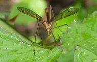Brasil: control de plagas en agricultura sin usar pesticidas