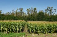 La CNEA colabora con un programa del ARCAL para mejorar la productividad agrícola en la región