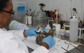 Ecuador y Panamá utilizan técnicas nucleares para investigaciones y restauraciones del patrimonio cultural
