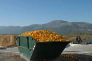 Así ayudan las ciencias nucleares a combatir el desperdicio de alimentos